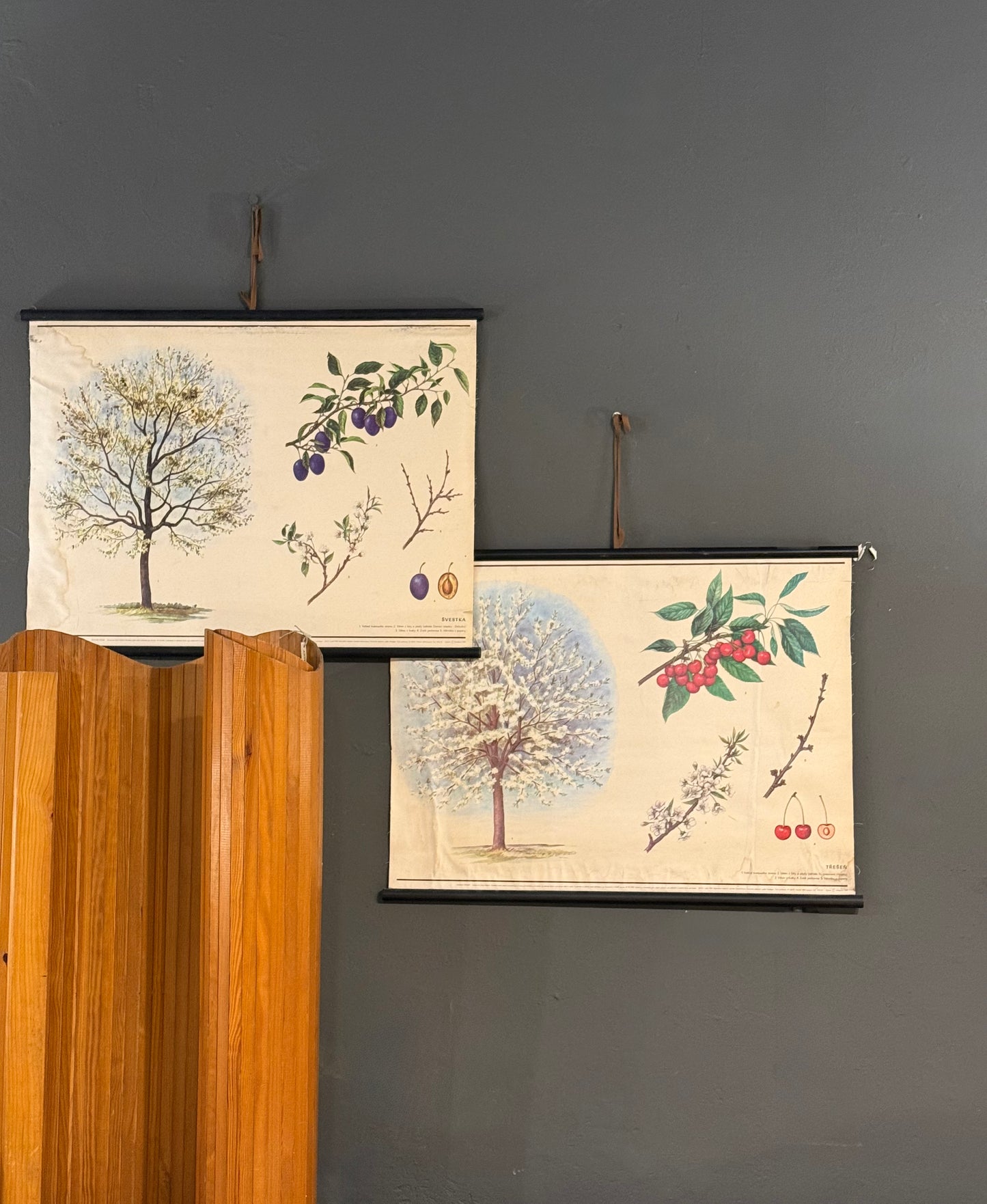 Trío de Láminas Botánicas – Motivos Frutales