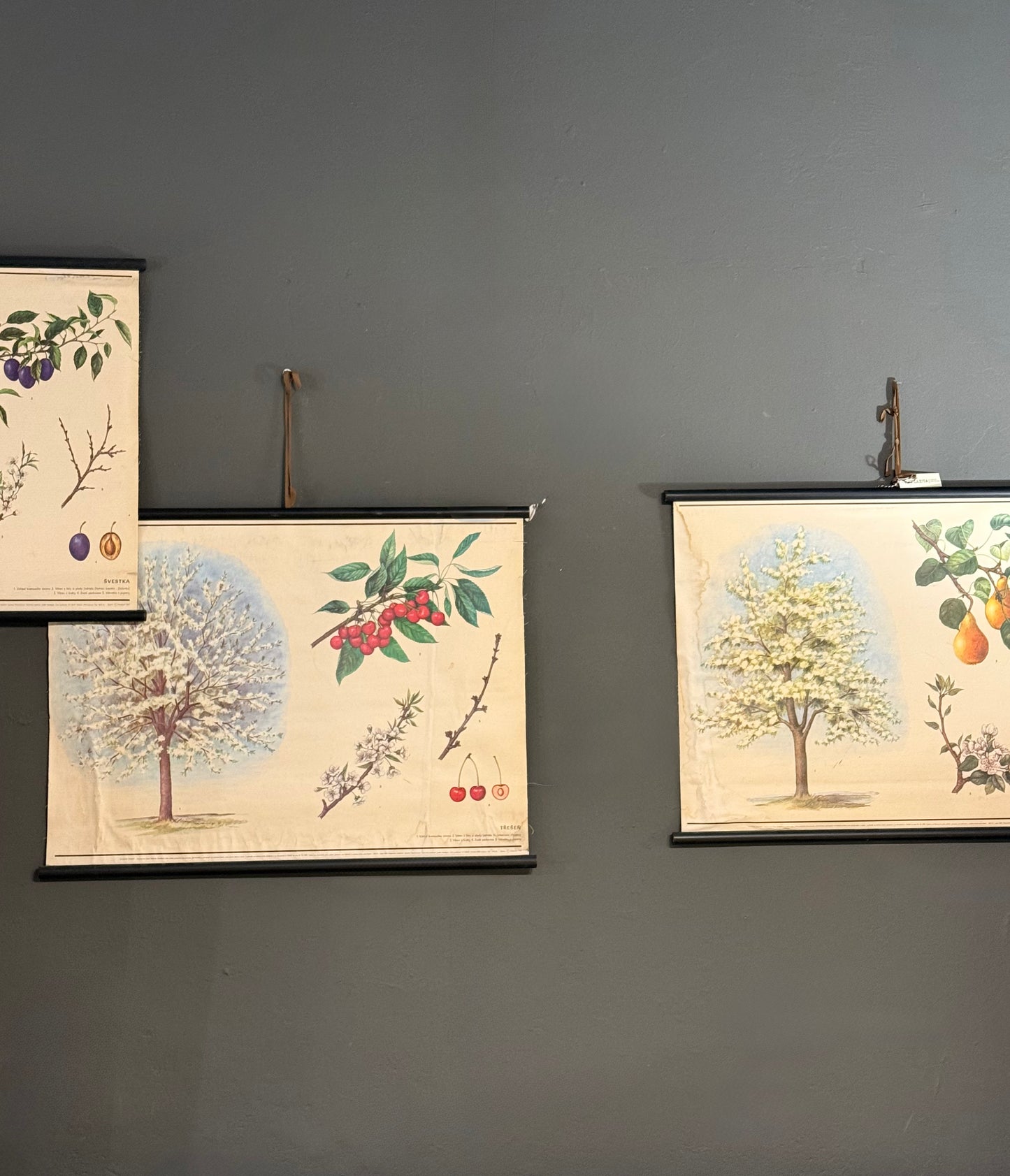 Trío de Láminas Botánicas – Motivos Frutales