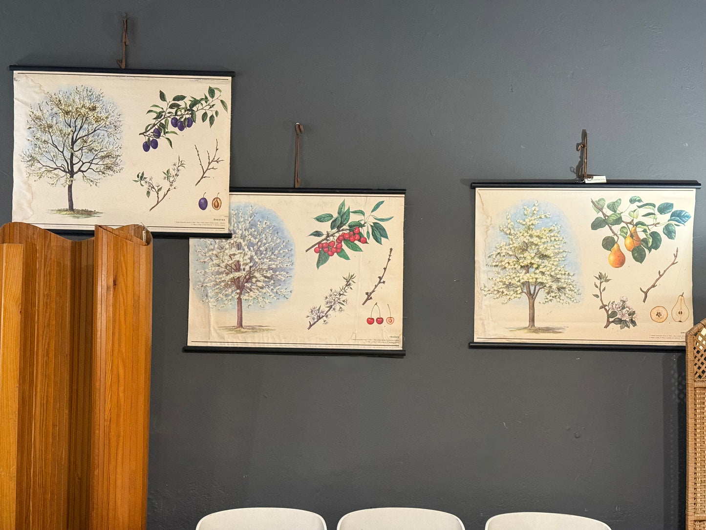 Trío de Láminas Botánicas – Motivos Frutales