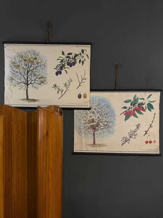 Trío de Láminas Botánicas – Motivos Frutales